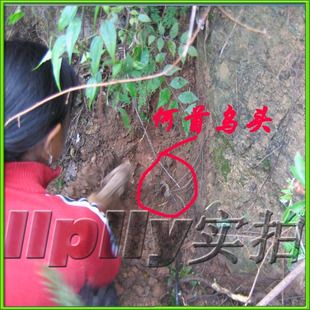 【纯野生首乌片】父母挖的纯手工晒干乌发治白