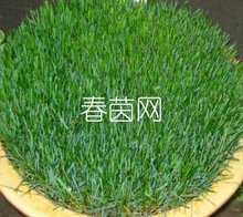 新货 美国正品三A四季青高羊茅草种子 经典型草坪草种籽1斤