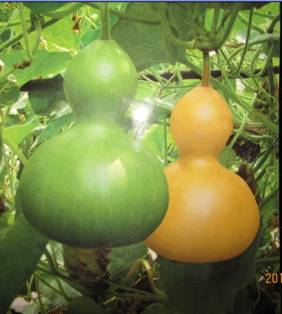 大葫芦种子旗舰店|qq农场绿葫芦种子|玫瑰小镇