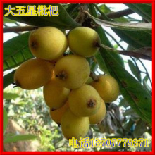 (买二送一)树苗 果树苗 果树 枇杷苗 枇杷树 莲雾树 五星枇杷苗