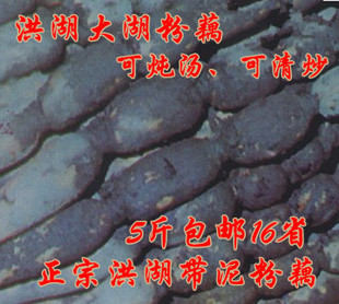  湖北特产粉藕王洪湖大湖新鲜带泥莲藕 煲汤炖汤红花粉藕汤好吃
