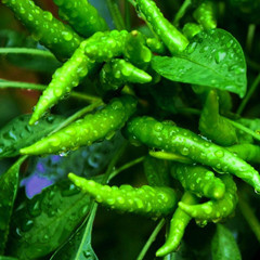 大理农产品原生态无化肥当天采摘新鲜小米辣小绿辣椒