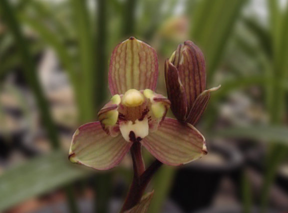 兰花---春剑篇 - 风轻云淡 - 风轻云淡