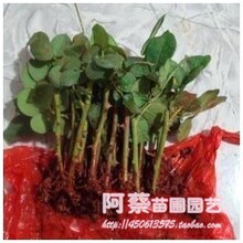 促销绿植大花月季花苗、盆栽、浓香、大花、芳香月季小苗