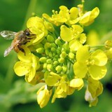 3周年店庆*免费送◆油菜花花粉20克◆限拍1 请看宝贝说明