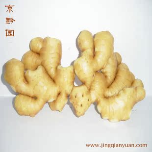  【京黔园】绿色食品优质蔬菜 生姜 北京买菜当天送到家