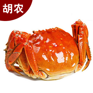  正宗阳澄湖大闸蟹 母螃蟹2.5--2.8两 8只装 直销  胡农牌 现货