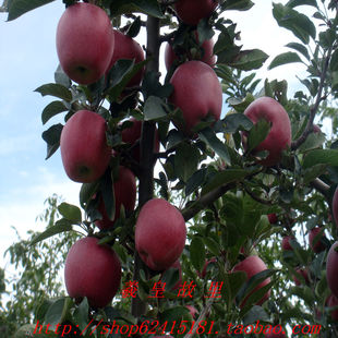  年新鲜 正宗天水花牛苹果 红苹果 红元帅 净重10.6斤（每箱）