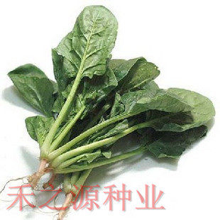 日本大叶菠菜种子 正宗红根 山东原产地   四季种 耐寒耐热 100g