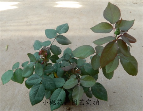 大花品种月季\/花期长\/易成活