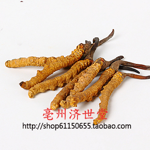  正品西藏 冬虫夏草 5条/克 新虫草 适合自家入药送礼