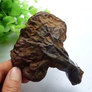  ［鑫喆］长白山野生灵芝12克 正品野生 183号