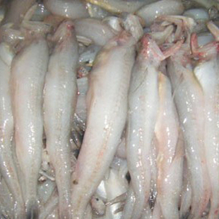  新鲜海鲜 鲜活海鲜 龙头鱼 丝丁鱼 豆腐鱼 水产品海鲜配送500g