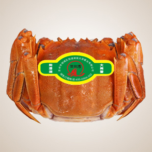  满8送1 满10送2 正宗阳澄湖大闸蟹母螃蟹2.6-2.3两 8只起卖包邮