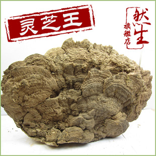  然生 特大灵芝王 云南特大野生平盖灵芝 树舌灵芝 直径57厘米