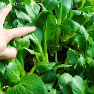  【绿谷碧川】农家露天新鲜青菜 纯天然绿色有机蔬菜