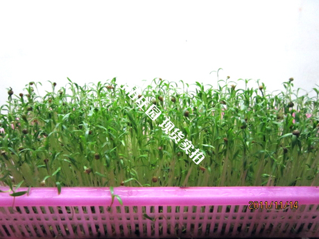 水培香菜种子 芽菜 芽苗 水培芽菜有机无土 阳台