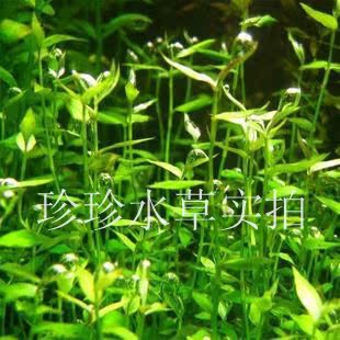 紫红泡泡龙,水草泡泡龙,中景草(100%自家出产)一枝 珍珍水草在类目 宠物/宠物食品及用品, 水族世界, 鱼缸等水族设备, 水草中 - 来自Buy2taobao.com提供专业的淘宝代购服务