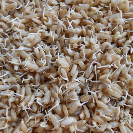 东北糙米有机米未抛光可以生牙的特产米粗粮杂