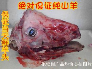  新鲜山羊头纯正羊头羊头肉生羊头羊肉生羊肉山羊肉 一个3斤左右重