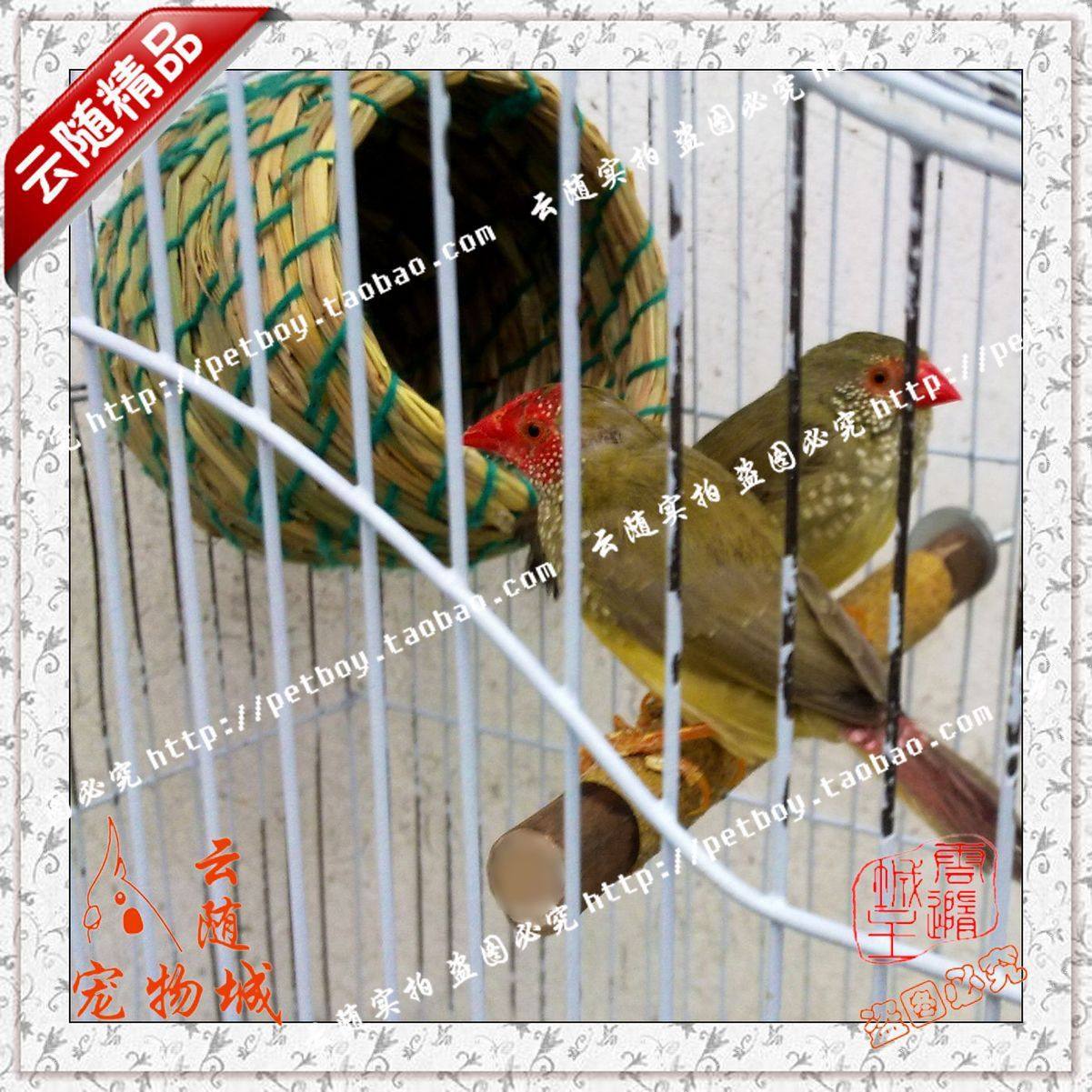 云随 珍珠鸟 文鸟 <em>十姐妹</em> 黄雀 相思鸟用具 <em>鸟巢</em>