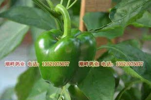  生态农庄自产有机肥种植无农药新鲜柿子椒菜椒有机蔬菜无公害蔬菜
