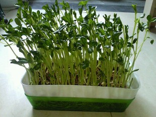 家庭办公室种植芽苗菜苗芽菜芽菜种植盒种植盘