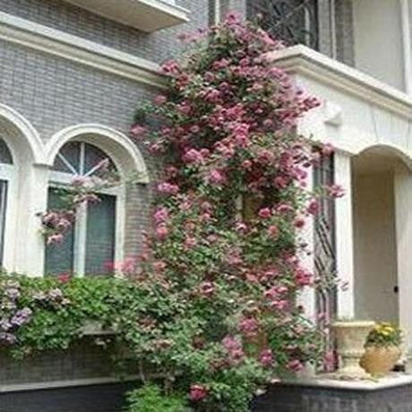 出售盆栽植物花卉-藤本大游行-适于作花墙、花架、花篱等-淘宝网