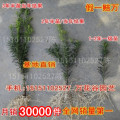 批发正宗曼地亚红豆杉小苗*红豆杉树苗/红豆杉盆景苗 假一赔万