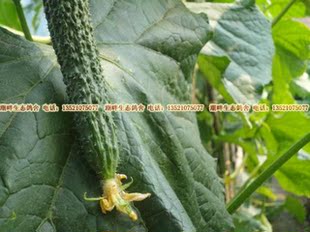  自产有机蔬菜农家肥种植自然成熟无农药化肥本地绿芯黄瓜