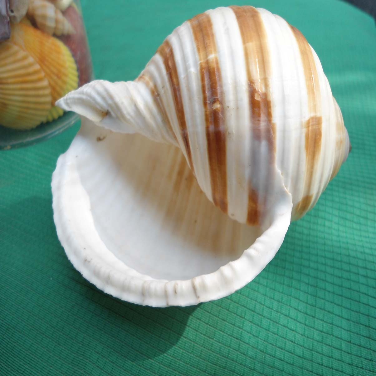 青岛常见食用海螺图鉴_团岛