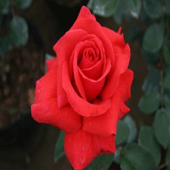 花卉%-盆栽花卉★精品月季★香云