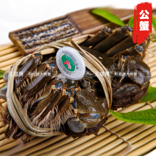  【快捷专享】阳澄湖大闸蟹 单只公蟹3.7-3.5两 产地直销 8只起拍