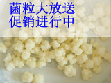 酸奶菌种雪莲菌西藏灵菇不用酸奶菌粉老酸奶保质保量附使用说明