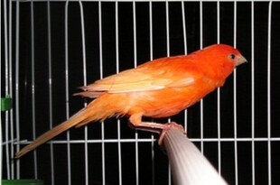 Chim Yến hót _ Update hàng mới - 18