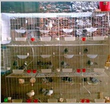 优质12位鸽笼 带白色整套配件食盒沙杯蛋窝粪板饮水器卡扣赠假蛋