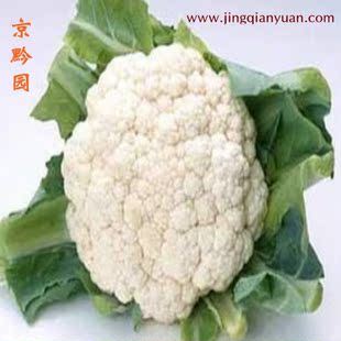  【京黔园】绿色食品优质蔬菜 菜花 花菜 北京买菜当天送到家