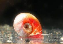 红苹果螺-小苹果螺-除藻螺-水晶虾混养观赏螺-水族工具螺-吃藻螺