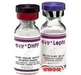 买巴哥幼犬请到/北京宠物/纯种健康质保三年可签协议