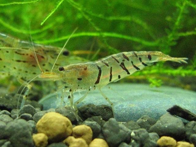 Tiger Shrimp Algae shrimp/Tools shrimpin the Pet/Pet food and supplies , Aqua World , Shrimp category - from Buy2taobao.com to provide professional Taobao agent buy service
