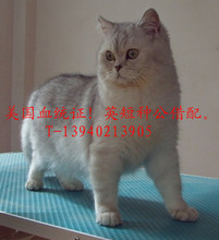 美国血统纸，冠军后代银渐层英国短毛猫，种公借配！