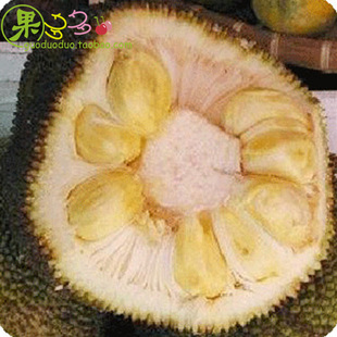  新鲜海南菠萝蜜/马来西亚6号/出肉多 一个28斤左右 江浙沪皖包邮