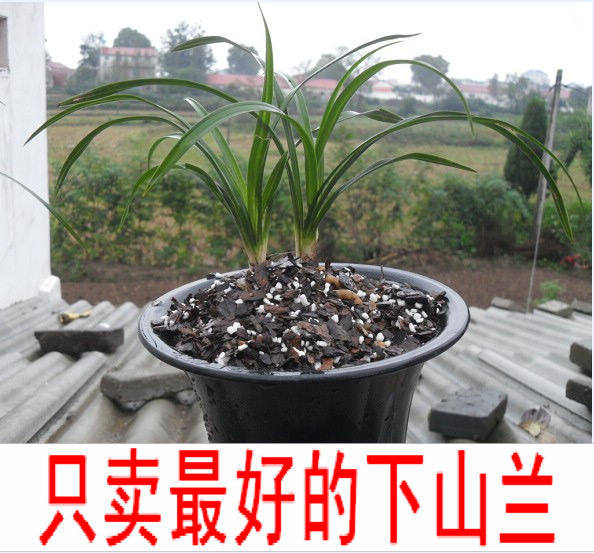 P精品下山兰--矮种春兰 兰花 兰花苗 花卉绿植盆栽 室内盆景植物