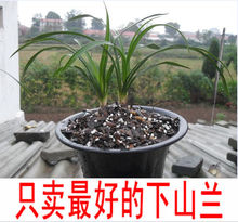 P精品下山兰--矮种春兰 兰花 兰花苗 花卉绿植盆栽 室内盆景植物