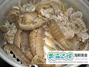  连云港特产 新鲜海鲜 带籽小富贵虾 鲜活皮皮虾 虾耙子 虾婆婆