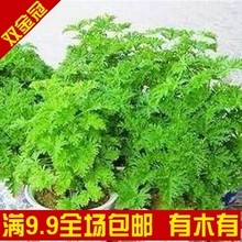 [9.9元10款免邮] 盆式精装驱蚊草 花卉 盆栽 香草种子 蚊子不再咬