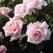 高档玫瑰玫瑰苗大花玫瑰盆栽花苗5年苗3株品种全