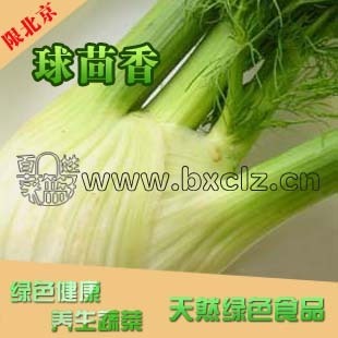  菜篮子网上买菜新鲜球茎茴香西餐专用香草香料胡萝卜素和钙茴香球