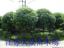 大桂花50年苗