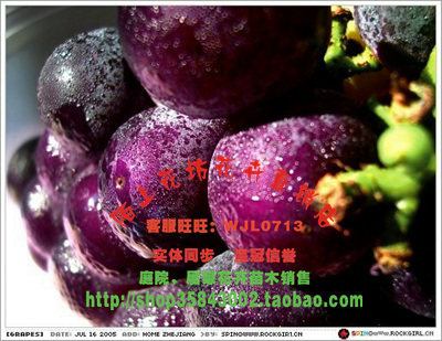 【冲二皇冠】可盆栽果树 葡萄苗新品种 紫水晶 内30种品种供选